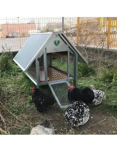 Enclos à poules : la meilleure protection pour vos volailles - Le Parisien